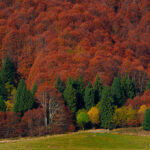 32633_foresta-del-cansiglio